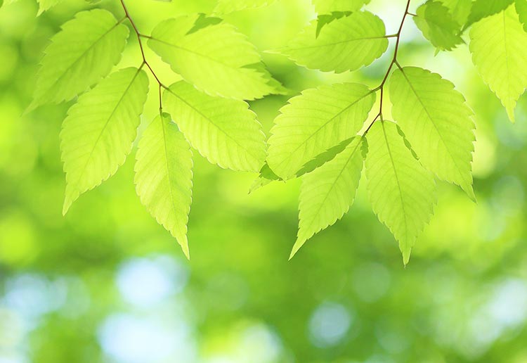 「緑」のイメージ