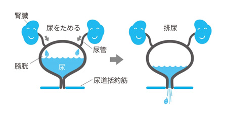 通常の排尿